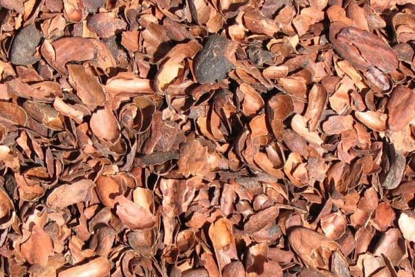 Cáscara de Cacao (Infusión)
