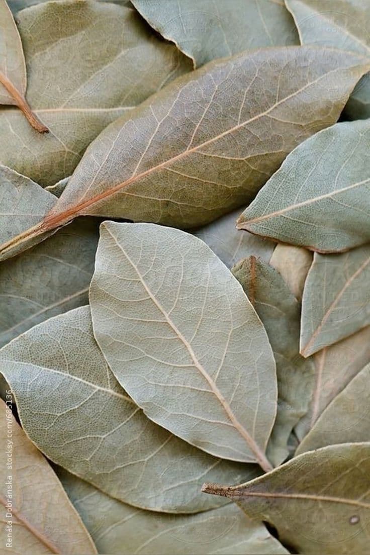 Hojas de Laurel