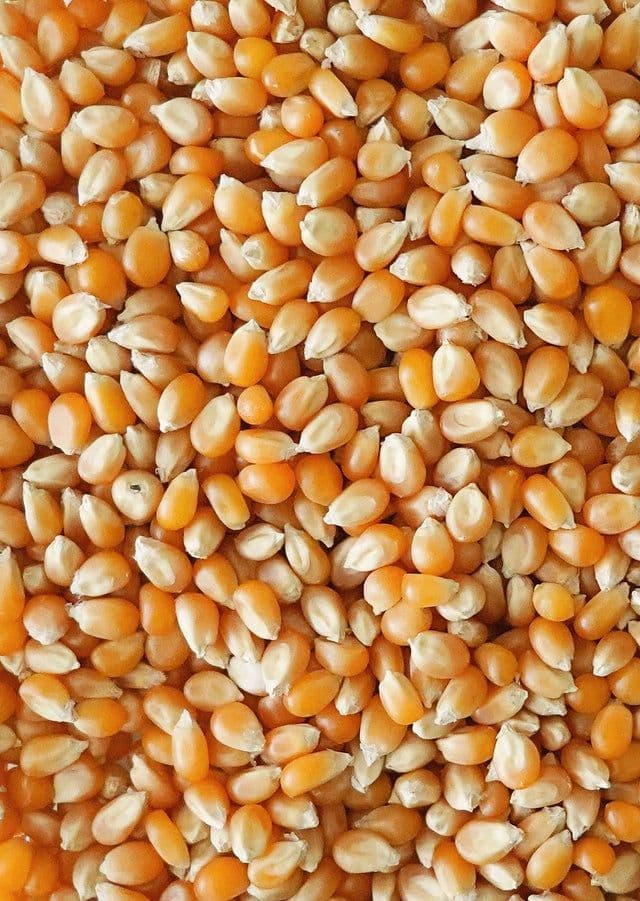 Maíz PopCorn